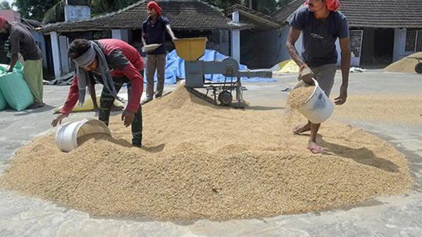 India’s rice purchase reaches near 50 million tonnes, up 6% from a year ago