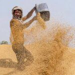 India’s official wheat procurement near target, up 13% from a year ago