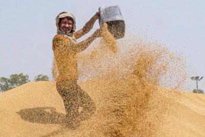 India’s official wheat procurement near target, up 13% from a year ago
