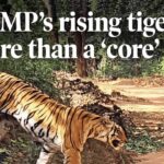 Why MP’s rising tiger toll is more than a ‘core’ issue
