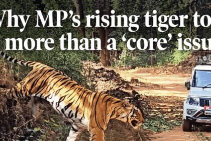 Why MP’s rising tiger toll is more than a ‘core’ issue