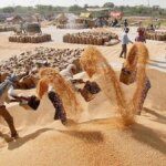 Indian wheat purchase gathers pace as M.P. mops up 2.5 million tonnes
