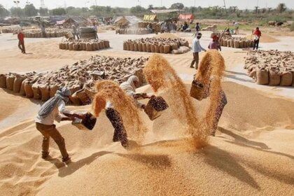 Indian wheat purchase gathers pace as M.P. mops up 2.5 million tonnes