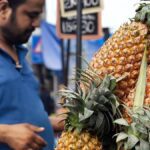 Labour shortage, price crash prompt pineapple growers to suggest pause on new crop