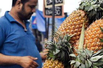 Labour shortage, price crash prompt pineapple growers to suggest pause on new crop