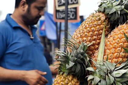 Labour shortage, price crash prompt pineapple growers to suggest pause on new crop