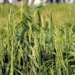 Punjab seeks denotification of hybrid rice varieties, but Indian govt wants more time