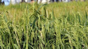 Punjab seeks denotification of hybrid rice varieties, but Indian govt wants more time