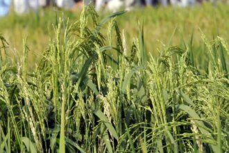 Punjab seeks denotification of hybrid rice varieties, but Indian govt wants more time