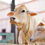 SC bins plea for urgent hearing to implement ban on cow slaughter