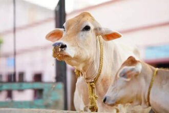 SC bins plea for urgent hearing to implement ban on cow slaughter