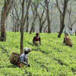 Cautious demand hits tea prices in Kochi auctions