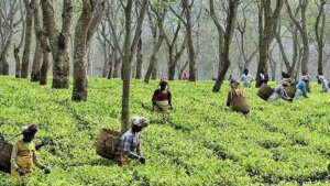 Cautious demand hits tea prices in Kochi auctions