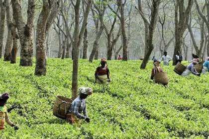 Cautious demand hits tea prices in Kochi auctions