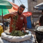 Molokhia cigarettes: Gaza’s toxic alternative to tobacco