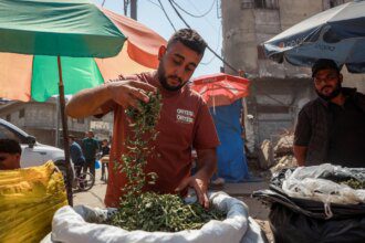 Molokhia cigarettes: Gaza’s toxic alternative to tobacco