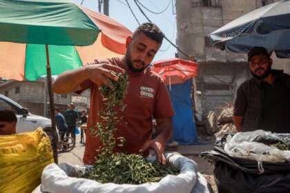 Molokhia cigarettes: Gaza’s toxic alternative to tobacco