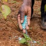 Government cuts Kharif fertiliser demand estimate on weak monsoon outlook