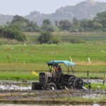 India cuts foodgrains output target amid below normal monsoon forecast
