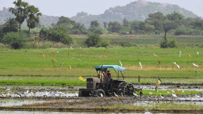 India cuts foodgrains output target amid below normal monsoon forecast
