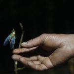 The World Cup cicada: India’s rare insect on a four-year clock