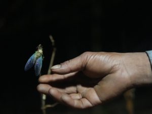 The World Cup cicada: India’s rare insect on a four-year clock