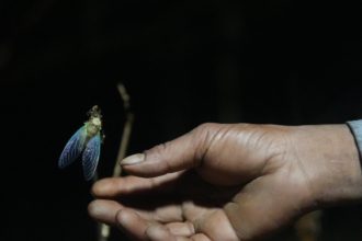 The World Cup cicada: India’s rare insect on a four-year clock