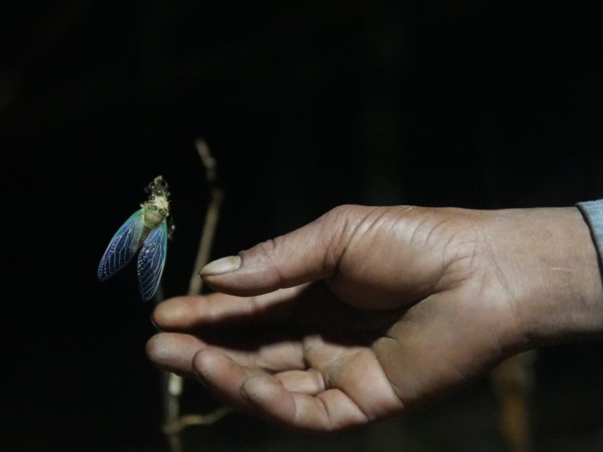 The World Cup cicada: India’s rare insect on a four-year clock