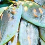 India to come out soon with export-oriented fisheries policy with focus on inland fishery