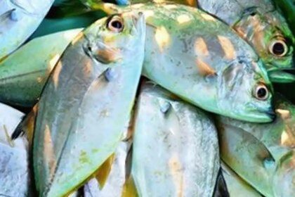 India to come out soon with export-oriented fisheries policy with focus on inland fishery