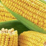 Maize prices likely to rule at ₹2,400 a quintal, says Tamil Nadu Agricultural University