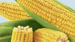Maize prices likely to rule at ₹2,400 a quintal, says Tamil Nadu Agricultural University