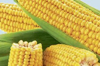 Maize prices likely to rule at ₹2,400 a quintal, says Tamil Nadu Agricultural University
