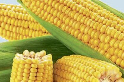 Maize prices likely to rule at ₹2,400 a quintal, says Tamil Nadu Agricultural University