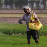 India’s fertiliser subsidy may exceed ₹3 lakh crore in the current fiscal