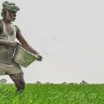 Kharif Harvest Outlook: Strong prices expected for most crops, except bajra and moong