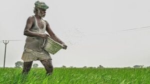 Kharif Harvest Outlook: Strong prices expected for most crops, except bajra and moong