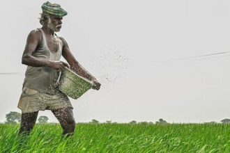 Kharif Harvest Outlook: Strong prices expected for most crops, except bajra and moong