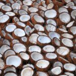 Copra prices may rule at ₹145-150/kg in October on higher demand, says TNAU