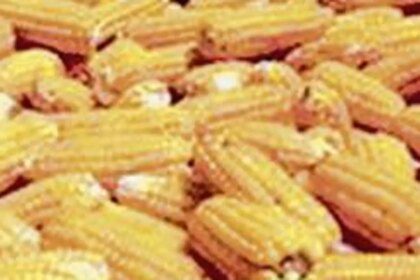 Indian govt’s price correction of ethanol from maize may help balance distortion