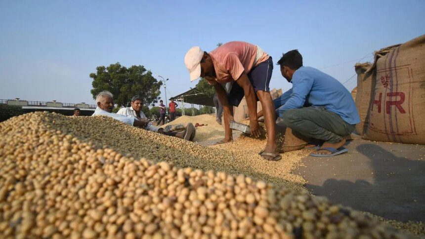 India’s oilmeal exports tumble 65% in July as soybean meal shipments slump