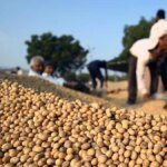 Soybeans down 1.2% after rally, record US harvest weighs
