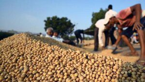 Soybeans down 1.2% after rally, record US harvest weighs