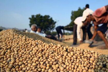 Soybeans down 1.2% after rally, record US harvest weighs